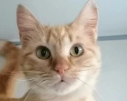 Adozioni gatti: la storia di Perla, micia timida e in cerca di affetto