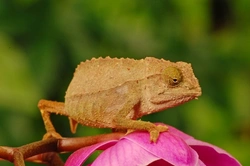 Keeping Pygmy Chameleons as Pets: Complete Care Guide