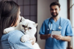 Why More UK Cat Owners Should Invest in Preventative Healthcare
