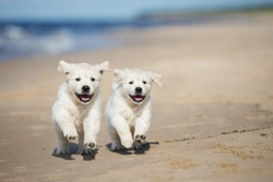 2025 UK Puppy Buying Laws & Multi-Dog Costs Guide