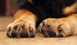 Swollen Dog Paw: Causes, Treatment & Home Care Tips