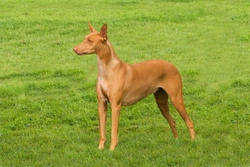 Pharaoh Hound Feeding Guide: Best Diet Tips for Health