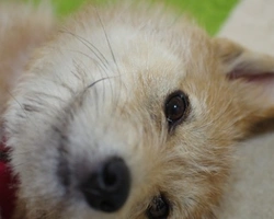 Associazione Animali:  Le Amiche di Lù Onlus