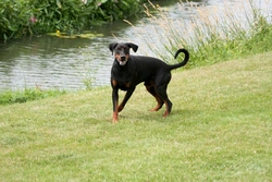 Dancing Doberman Disease: Causes, Symptoms & Care Guide