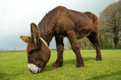 The Poitou Donkey – World's Largest Donkey Breed Explained