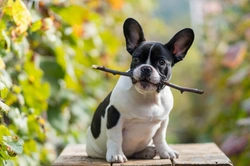 10 Essential Articles Before Buying a French Bulldog