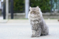 6 Essential Steps to Manage Brachycephalic Ocular Syndrome in Persian Cats