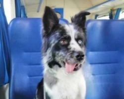 Adozioni cani: la storia di Lucky, bellissimo blue-merle