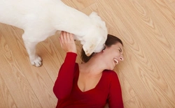 How to Manage Your Dog Around Visitors Calmly