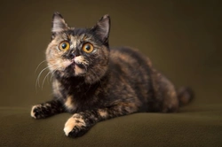 Can You Train a Cat Not to Mark? Expert Tips & Tricks