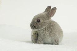 12 Cutest Smallest Rabbit Breeds in the World
