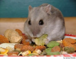 Enfermedades frecuentes en el hámster