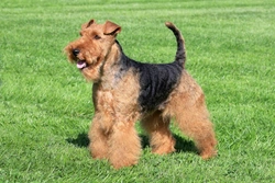 Masticatory Muscle Myositis in Welsh Terriers: Symptoms & Care