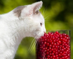 Associazioni animali: Associazione Felina Novarese