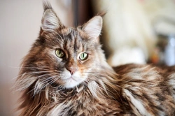 Care Tips for Young Male Cats When Neutering Is Delayed