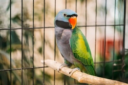 How to Keep Your Parrot or Pet Bird Calm on Guy Fawkes Night