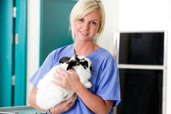 Spaying or Neutering Your Pet Rabbit: Essential Guide