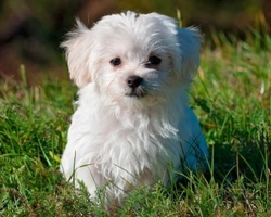 Allevamenti di cani in Italia: cose da sapere