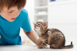 Anemia por pulgas en gatos: síntomas, tratamiento y prevención