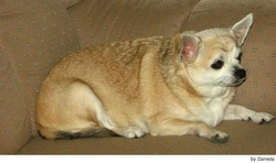 La obesidad en los perros y los gatos 