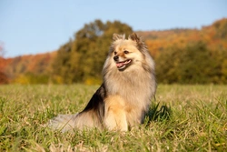 Wat is een Spitz Hond? Kenmerken en Populaire Rassen