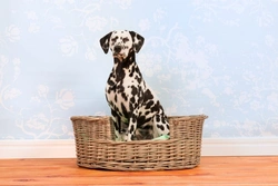 Best Spot for Your Dog’s Bed: 6 Essential Tips