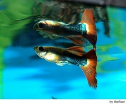 El acuario y sus accesorios (I)