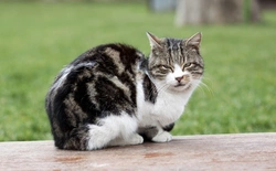 UK Laws on Keeping Feral Cats: Legal and Care Guide