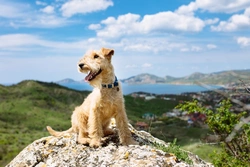 Top 4 Dog-Friendly Places for an Easter Break in the UK