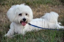 Maltese Dog Health: Hereditary Conditions & Testing Guide
