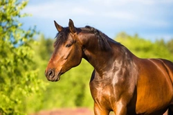 Common Skin Conditions in Horses: Causes, Care & Prevention