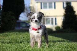 Why Dogs Suddenly Show Personality Changes: Causes & Care