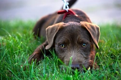 10 Essential Things to Know About Patterdale Terriers Before Buying
