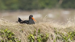 Top Birdwatching Spots in Northumberland Coast & Inland