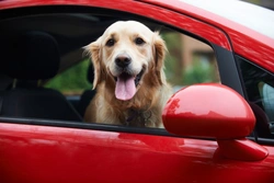 Why Does Your Dog Enjoy Going Out in the Car? Here’s Why