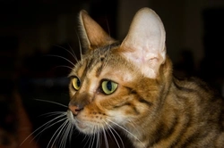 Complete Guide to the Unusual Toyger Cat Breed