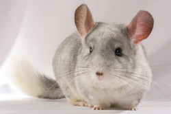 Fun & Fascinating Facts About Chinchillas - 25+ Insights