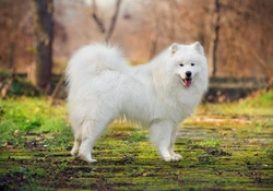 Secrets to Keeping Your Dog’s White Coat Gleaming
