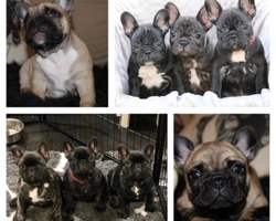 LE CUCCIOLATE PRECEDENTI