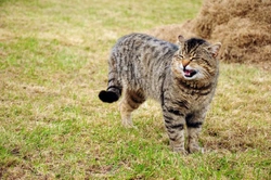 Caring for a Disabled Cat: Essential Tips for Their Wellbeing