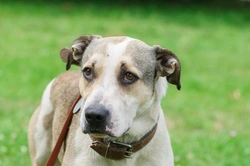 How shelters assess dog temperament for safe rehoming