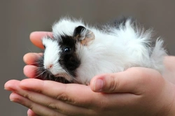 How to Treat Ringworm in Guinea Pigs: A Step-by-Step Guide