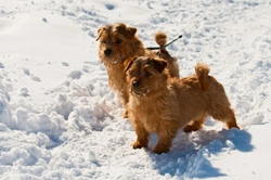 Norfolk terrier hereditary health and longevity guide