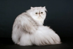 Why Persian Cats Remain a Top Popular Pedigree Breed