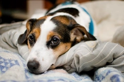 Is it natural to share your bed with your dog? Benefits & risks