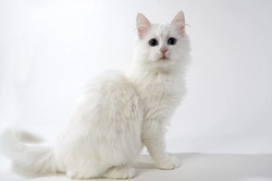 Turkish Angora Cat: Ancient, Elegant, and Playful Companion