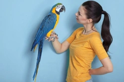 Understanding Your Bird - The Basics of Care and Behaviour