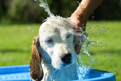 Why Dogs Love Swimming but Hate Being Bathed
