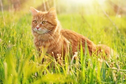 How Cats Keep Cool in Hot Weather: 7 Key Ways Explained