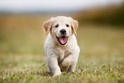 How to Teach Your Puppy Not to Bark: Step-by-Step Guide